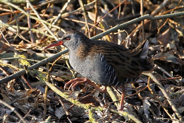 Waterral - Rallus aquaticus