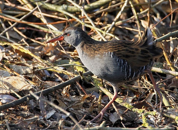 Waterral - Rallus aquaticus