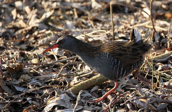 Waterral - Rallus aquaticus