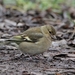 Vink - Fringilla coelebs