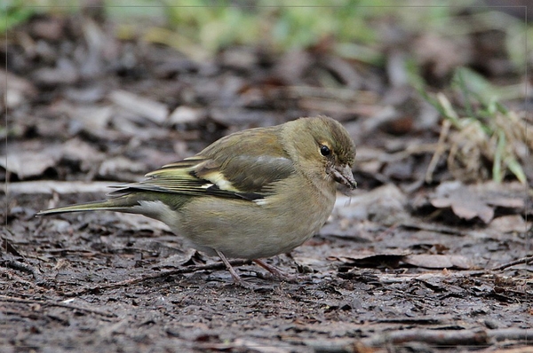 Vink - Fringilla coelebs