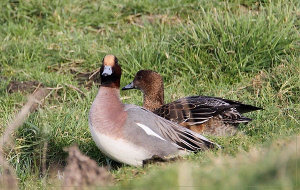 Smient - Anas penelope