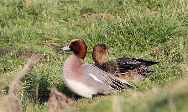 Smient - Anas penelope