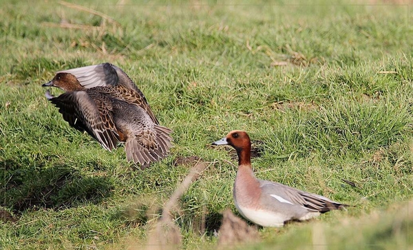 Smient - Anas penelope