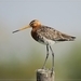 Grutto - Limosa limosa