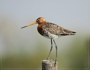 Grutto - Limosa limosa