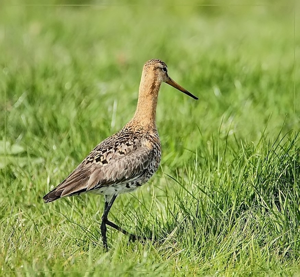 Grutto - Limosa limosa