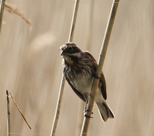 Rietgors -  Emberiza schoeniclus