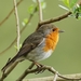 Roodborst - Erithacus rubecula