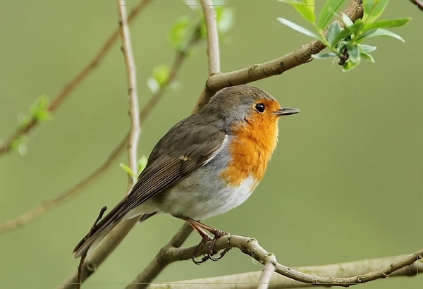 Roodborst - Erithacus rubecula