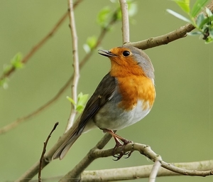 Roodborst - Erithacus rubecula