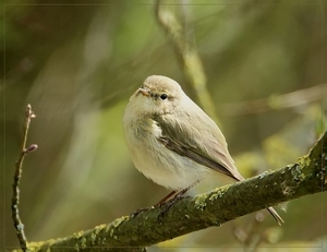 Tjiftjaf - Phylloscopus collybita