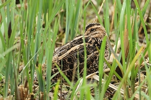 Watersnip - Gallinago gallinago