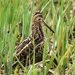 Watersnip - Gallinago gallinago