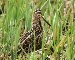 Watersnip - Gallinago gallinago