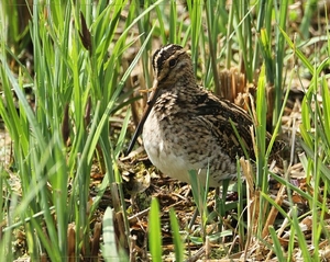 Watersnip - Gallinago gallinago