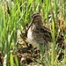 Watersnip - Gallinago gallinago  (4)