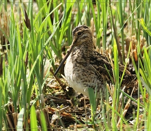 Watersnip - Gallinago gallinago  (4)