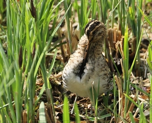 Watersnip - Gallinago gallinago  (5)