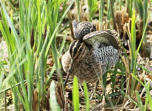 Watersnip - Gallinago gallinago  (6)