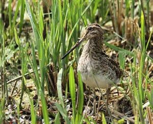 Watersnip - Gallinago gallinago  (7)