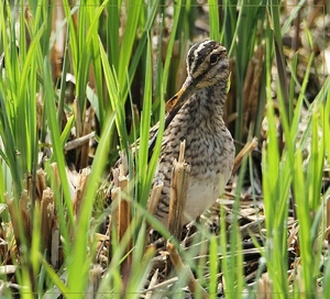 Watersnip - Gallinago gallinago  (8)