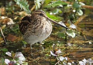 Watersnip - Gallinago gallinago (1)