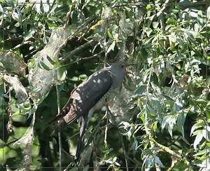 Koekoek - Cuculus canorus (2)