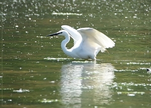 Kleine Zilverreiger  - Egretta garzetta (2)