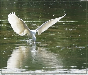 Kleine Zilverreiger  - Egretta garzetta (4)