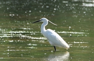 Kleine Zilverreiger  - Egretta garzetta (6)