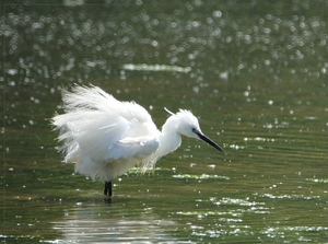 Kleine Zilverreiger - Egretta garzetta  (10)