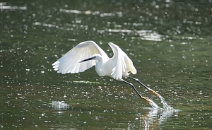 Kleine Zilverreiger - Egretta garzetta