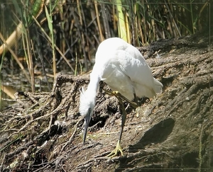 Kleine Zilverreiger -  Egretta garretta (2)