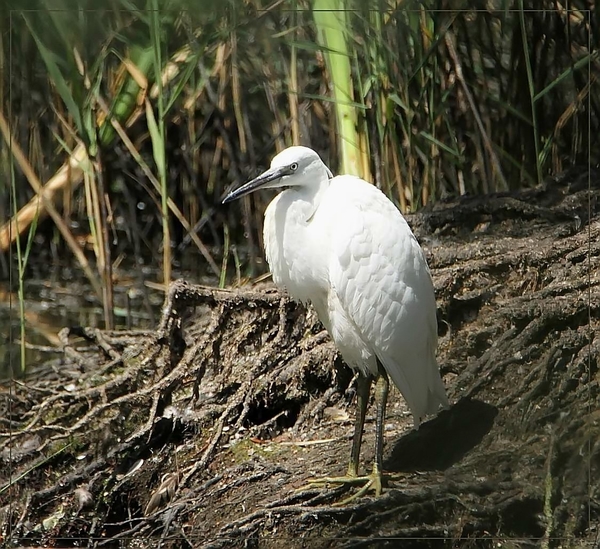 Kleine Zilverreiger -  Egretta garretta (4)