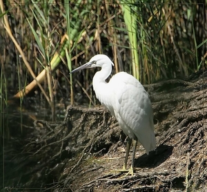 Kleine Zilverreiger -  Egretta garretta (6)