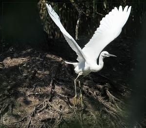 Kleine Zilverreiger -  Egretta garretta (8)