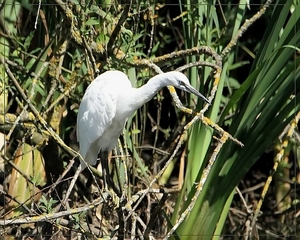 Kleine Zilverreiger  - Egretta garretta (2)