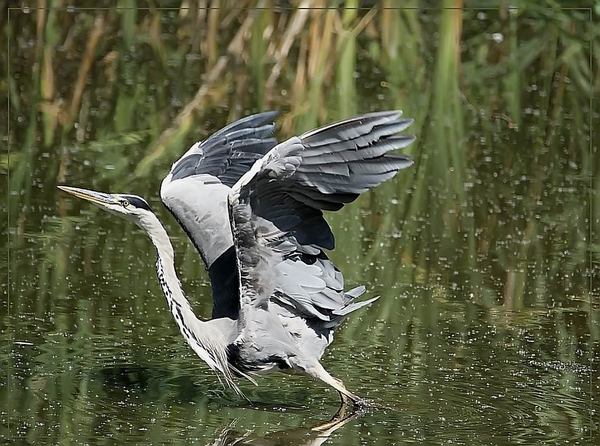 Blauwe Reiger - Ardea cinerea  (2)