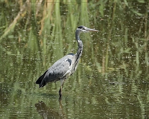 Blauwe Reiger - Ardea cinerea  (4)