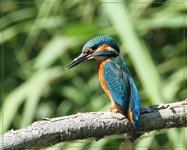 Ijsvogel - Alcedo atthis  (2)