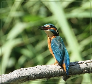 Ijsvogel - Alcedo atthis  (4)