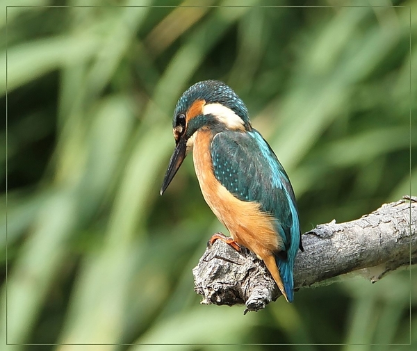 Ijsvogel - Alcedo atthis (2)