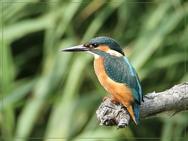 Ijsvogel - Alcedo atthis (4)