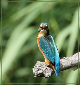 Ijsvogel - Alcedo atthis (8)