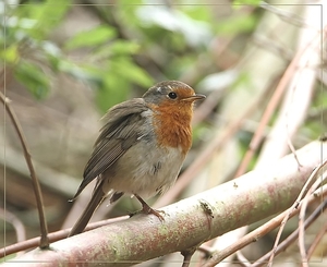 Roodborst - Erithacus rubecula (2)