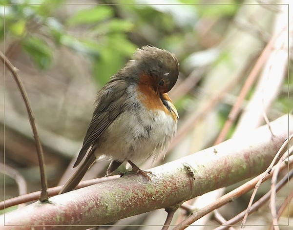 Roodborst - Erithacus rubecula (4)