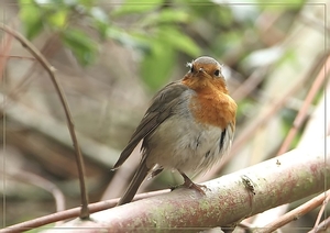 Roodborst - Erithacus rubecula (6)