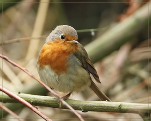 Roodborst - Erithacus rubecula (8)