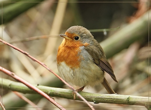 Roodborst - Erithacus rubecula (12)